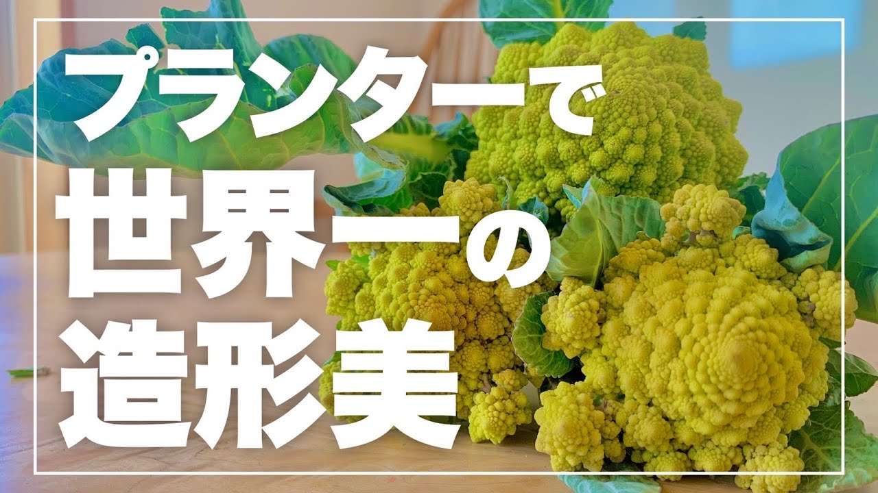 【夏野菜後の新定番！】ロマネスコ栽培で失敗しない3つのコツ｜ロマネスコの育て方