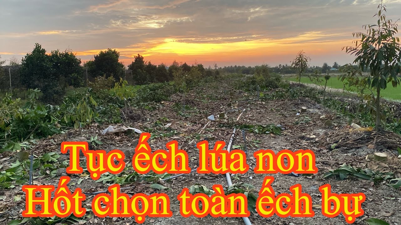 Quá thế cặp ếch này rồi 