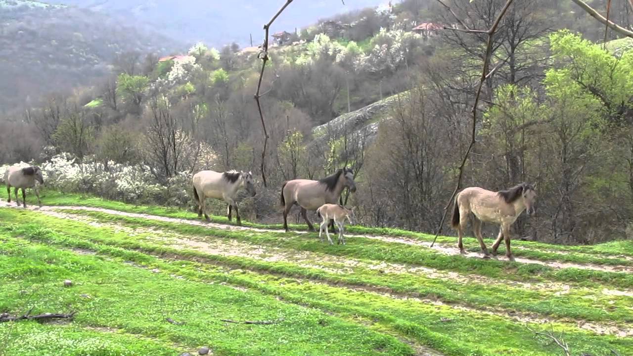 Tarpans in the Eastern Rhodopes - 1