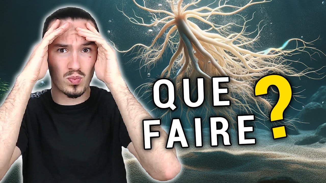 POURQUOI LA RACINE DE MON AQUARIUM FLOTTE ?