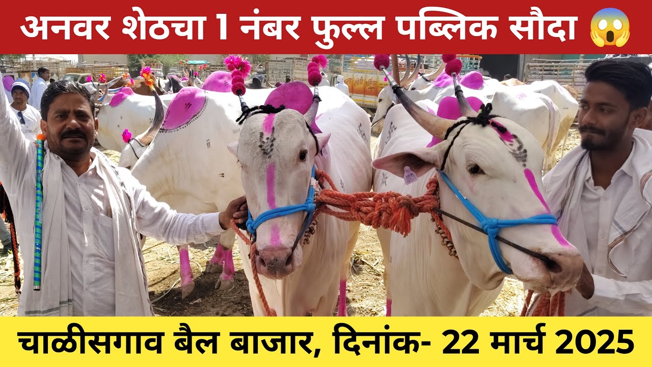 अनवर शेठ यांचा फुल्लं पब्लिक सौदा 😱 22 मार्च 2025 | चाळीसगाव बैल बाजार 😍 Chalisgaon bail bazar 🥰