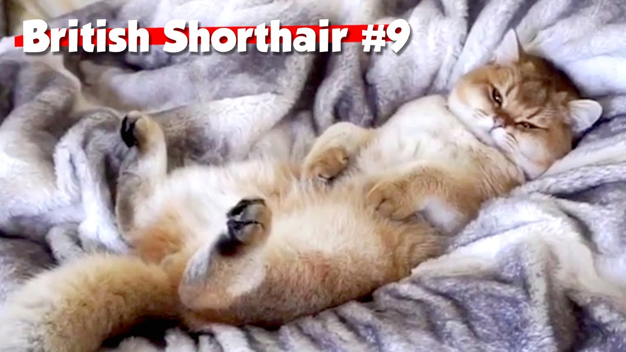 Golden British Shorthair #09 | Maple Cat | This is Cat