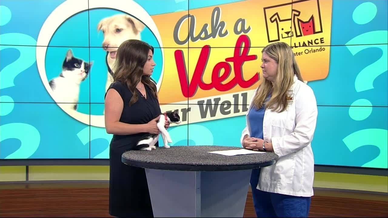 'Ask a Vet' - Upper respiratory infections