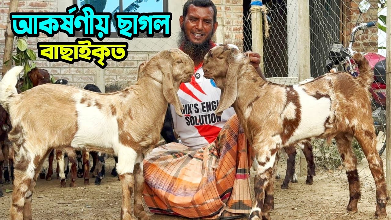 আকর্ষণীয় বাছাইকৃত ছাগল কিনতে যোগাযোগ করুন মোহাম্মদ ভাইয়ের বাণিজ্যিক খামারে #goatfarming 