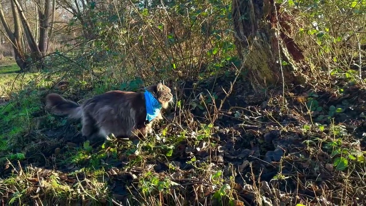 Louis is Kayaking and 🐾 walking back home over the Wetlands 🌿