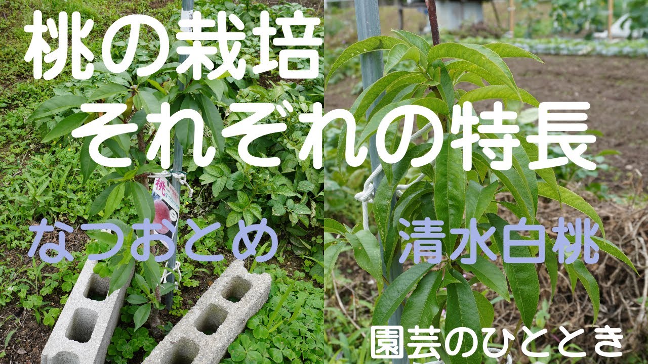 桃の栽培　「清水白桃・なつおとめ」