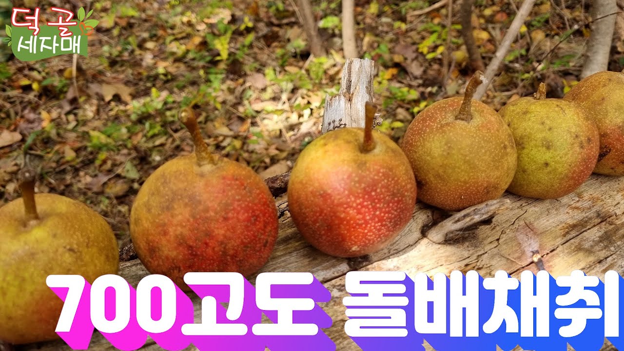 덕골세자매)폐, 천식, 기침에 좋은 돌배 효능 자연산 #돌배
