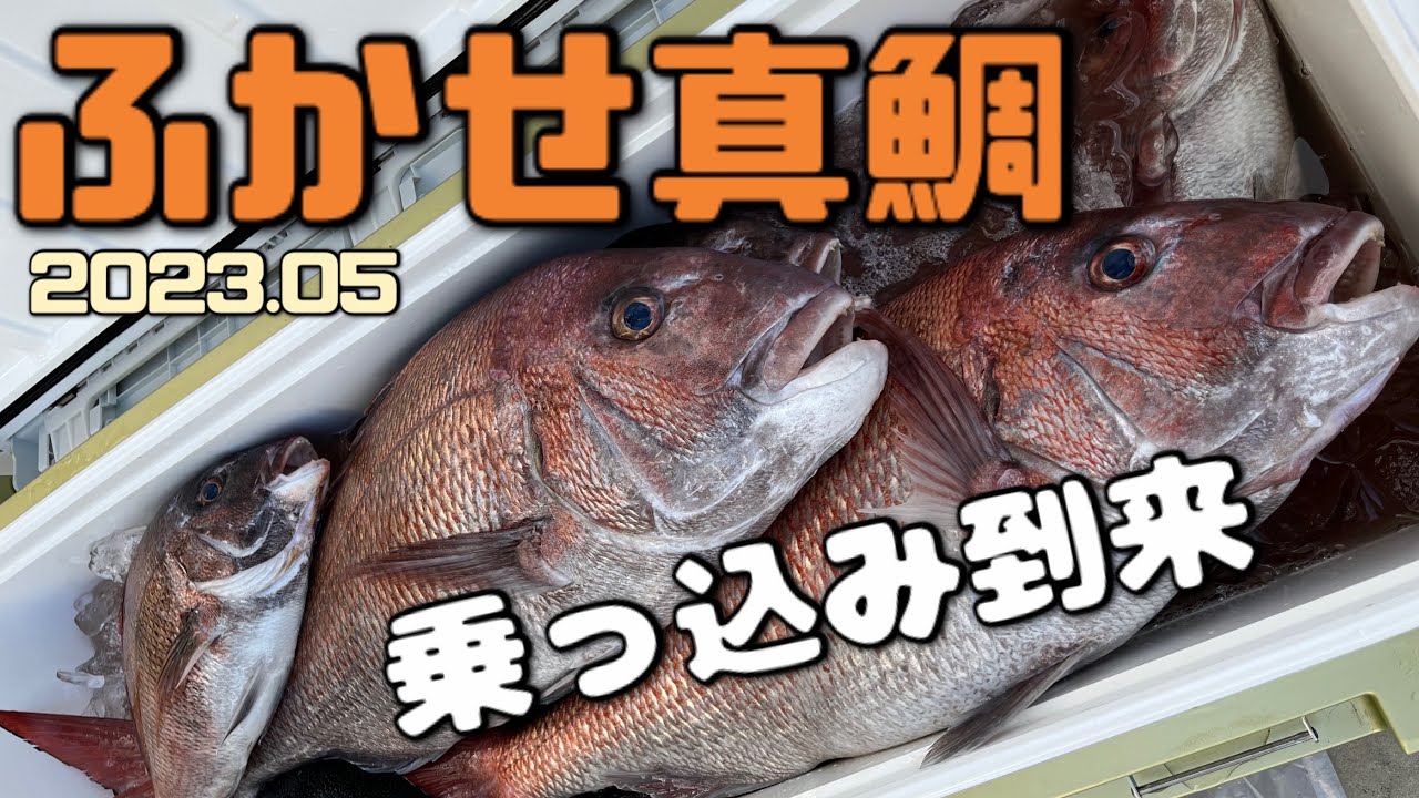 ふかせ真鯛　潮変化が激しい中、乗っこみ真鯛　カゴ釣り　餌釣りDAIWA　ダイワ　マッドバイパー　シーボーグ500MJ　日本海　red sea bream fising. me at the sea