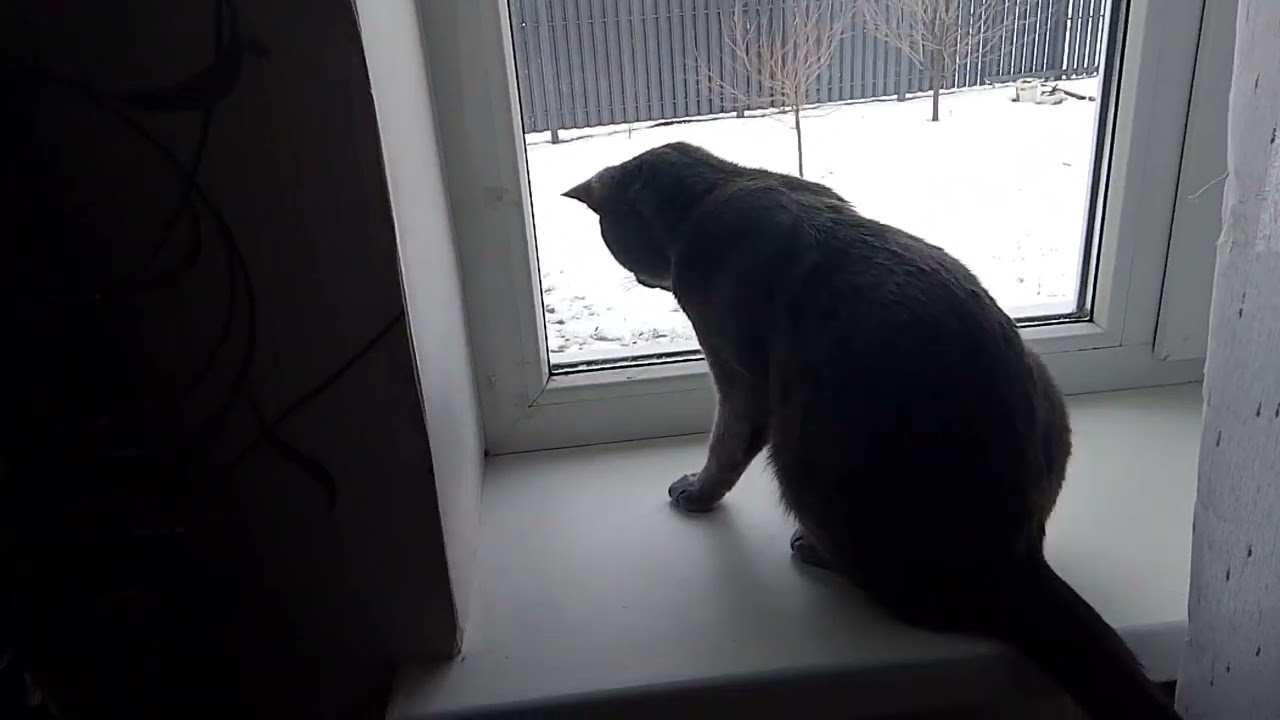 Кот сидит на окне 🪟