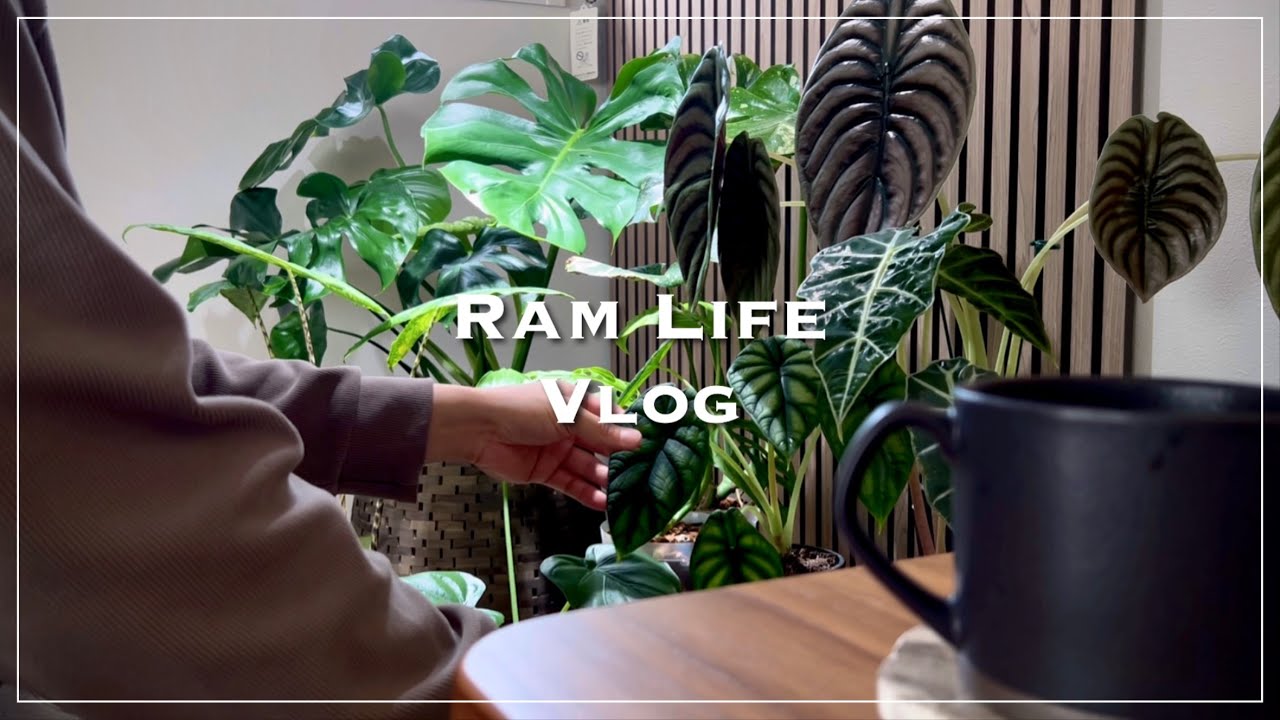 植物のある暮らし/ストーブの火入れと植物の冬支度/インテリアと育成ライトDIY /観葉植物