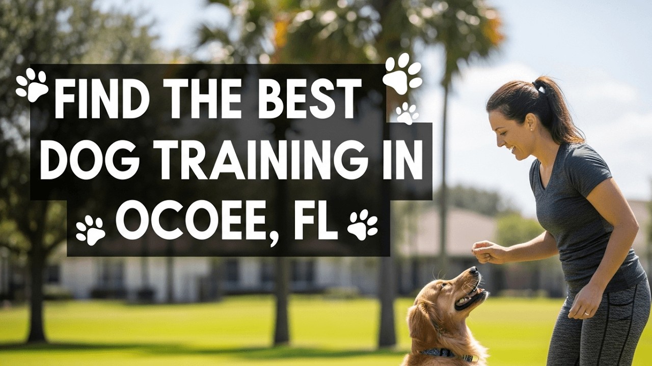 Find the Best Dog Training in Ocoee   FL Florida