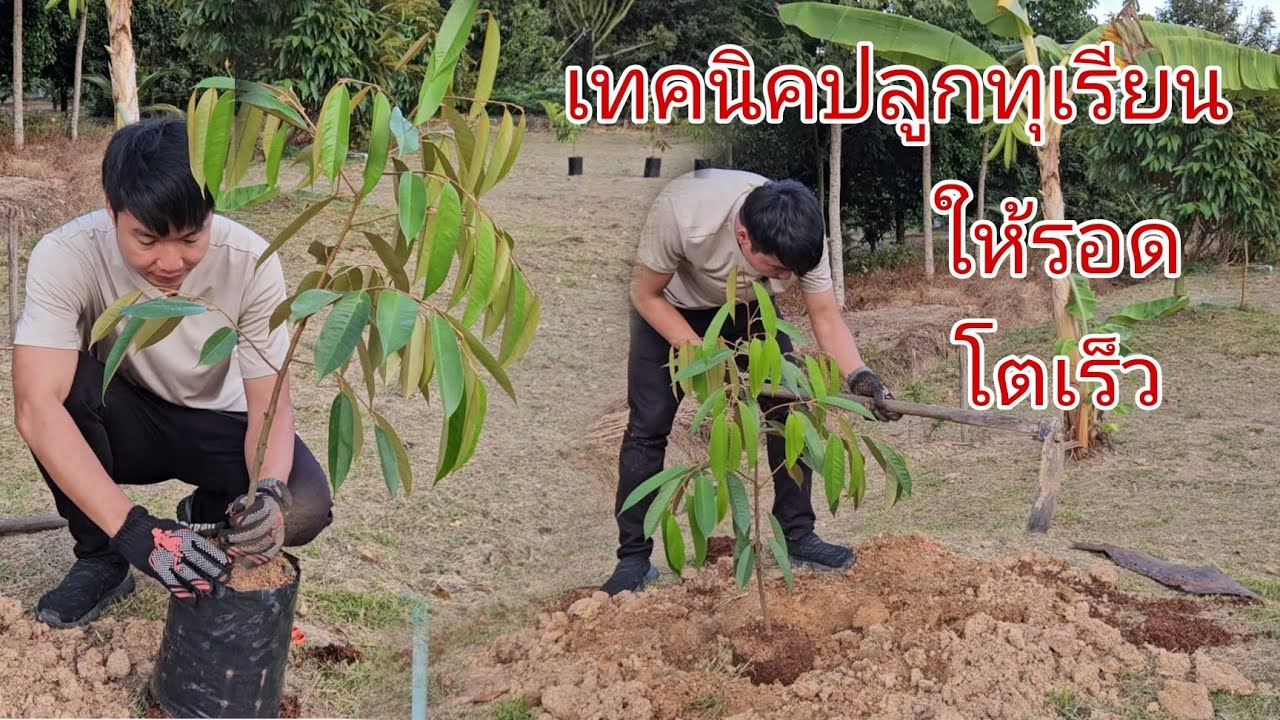 เทคนิคปลูกทุเรียนให้รอด​ โตเร็ว​ วิธีปลูกทุเรียนไว้กินเอง
