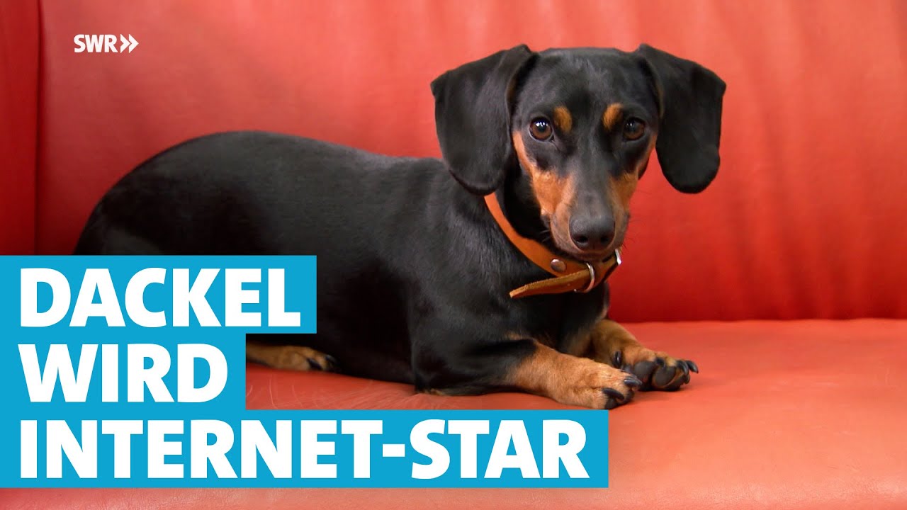 Im Pappkarton ausgesetzt, jetzt Internet-Star: Zwergdackel Wilmas unglaubliche Reise
