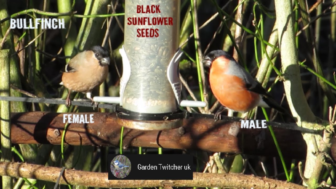 Bullfinch on garden bird feeder, UK wild garden birds