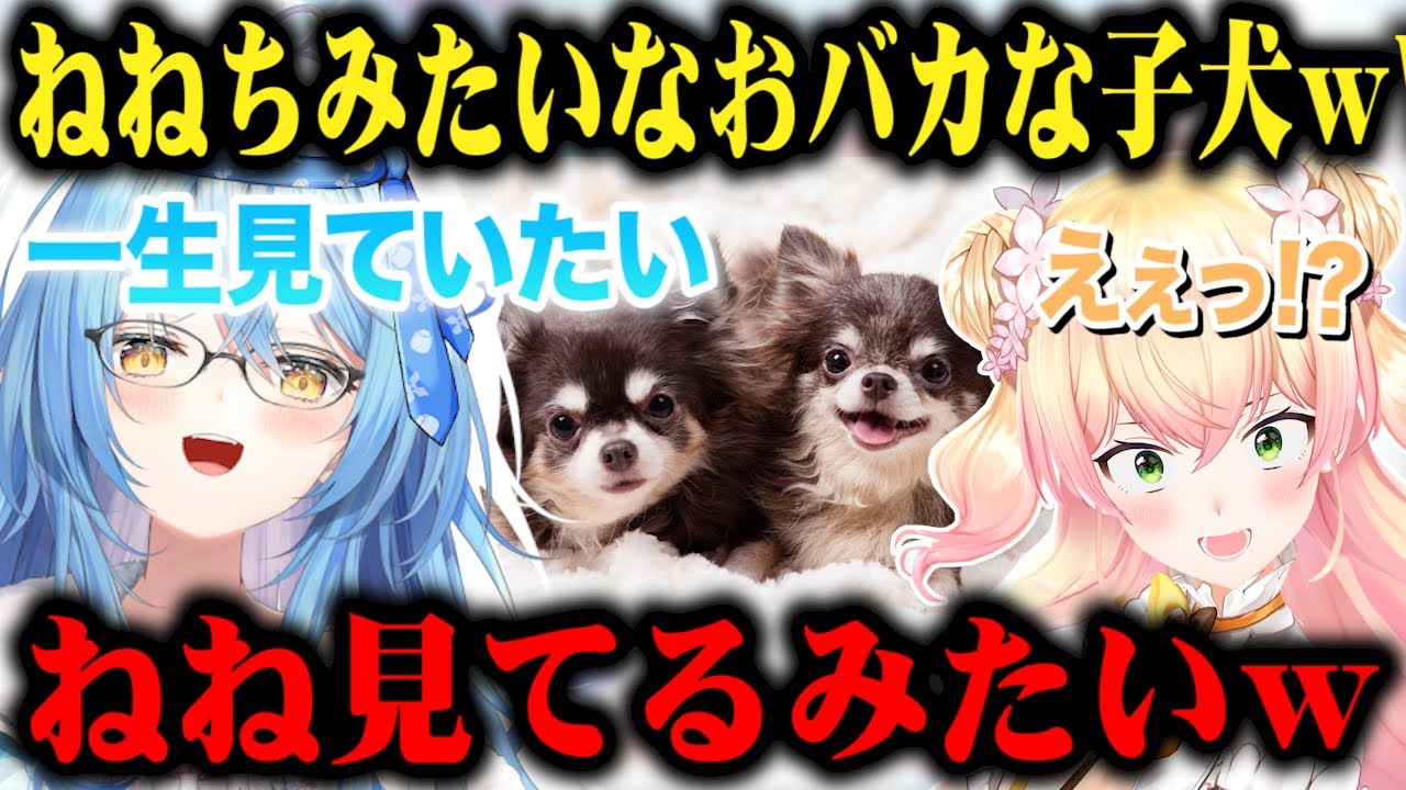ねねちと行ったペットショップでねねちっぽい「ちょっとおバカな子犬」を見つけてず～っと見続けていた雪花ラミィｗ【切り抜き/ホロライブ】