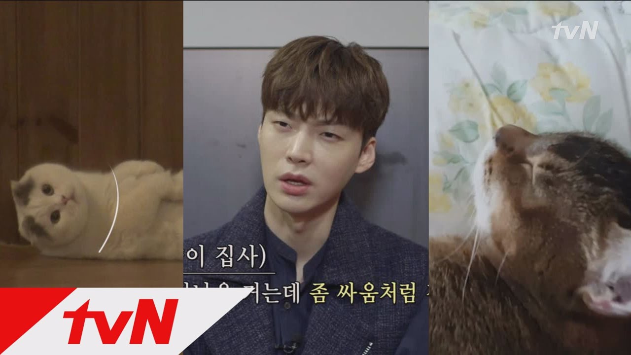 The Lovebirds: Year 1 집사 재현이 소개하는 안구네 고양이 서열! 