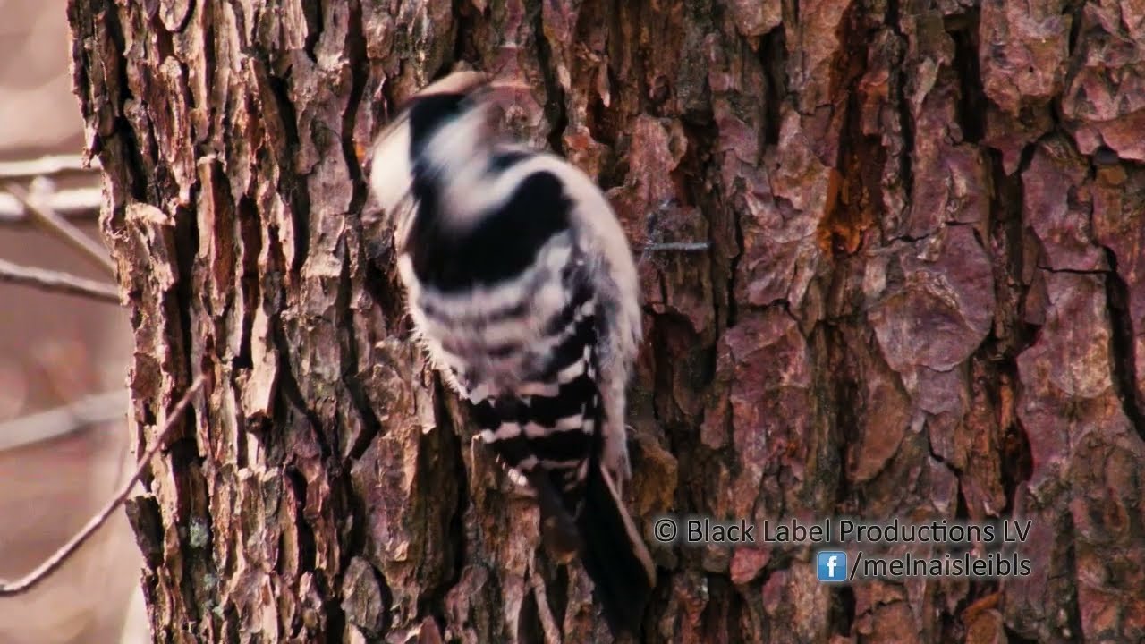 Mazais dzenis Dendrocopos minor | Latvijas putni / Latvian birds