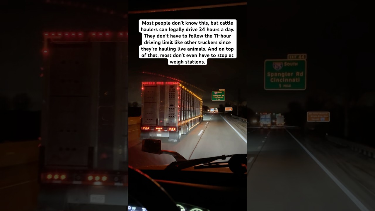 Why Cattle Haulers Don&rsquo;t Follow the Rules! #trucking #cattle #semi #delivery #highway #otr