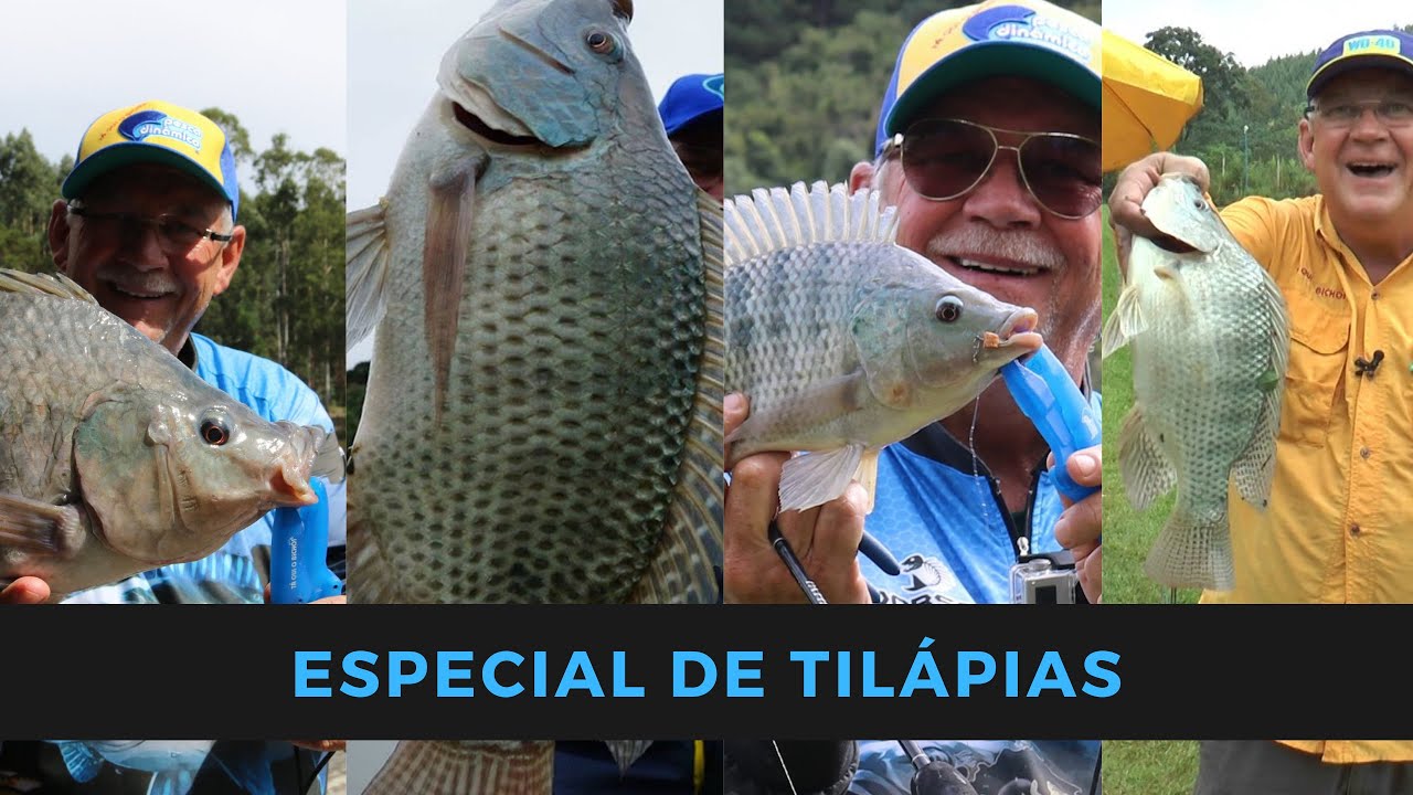 Especial Tilápias - Várias curiosidades, dicas, culinária, tilápias em várias modalidades