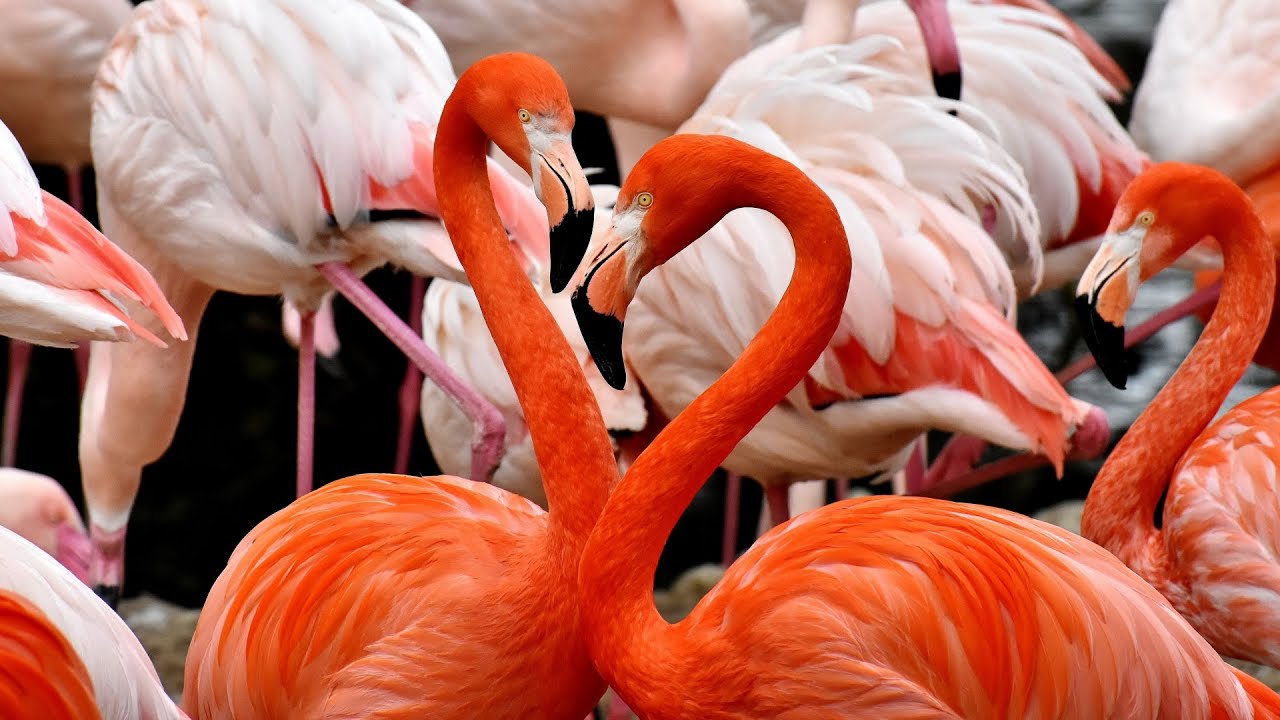 Orange Flamingo Beautiful Bird