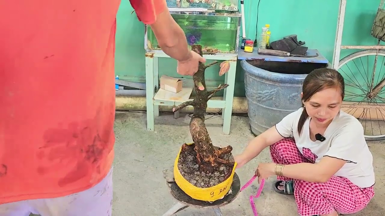 16/3  chị Nhí 0939693642 Phôi mai bonsai dáng quái đế đẹp