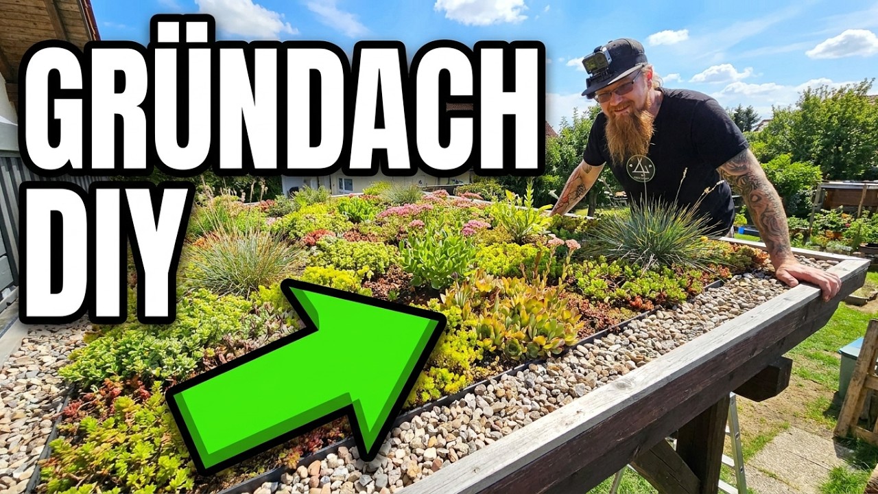 Dach Bepflanzung, günstiger geht's NICHT⁉️