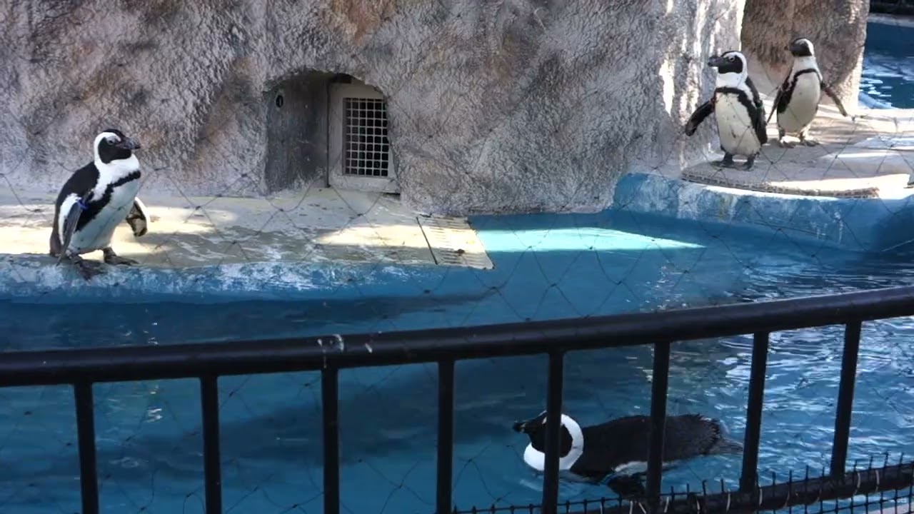 【上野動物園】ケープペンギンに癒される#shorts