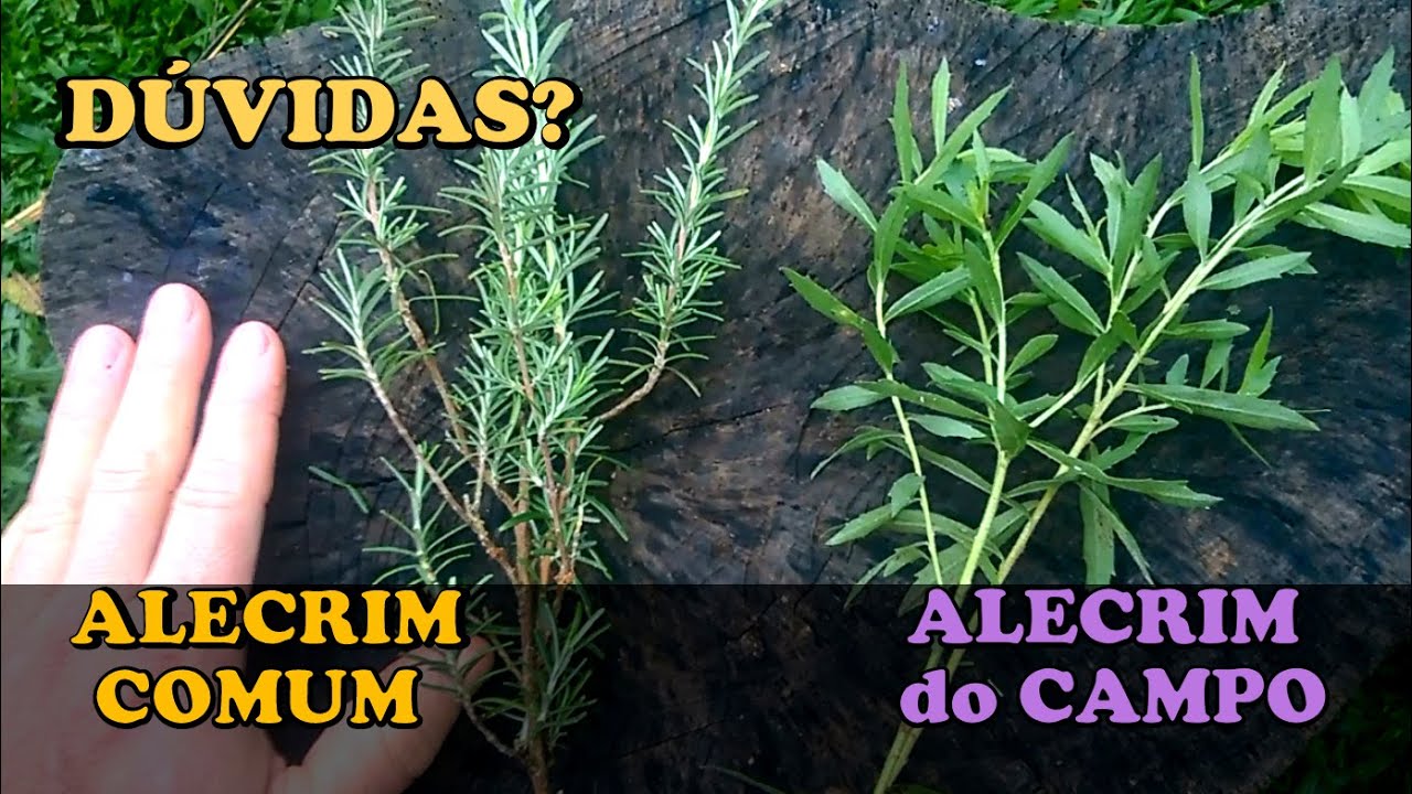 ALECRIM do CAMPO e o ALECRIM comum - RESPONDENDO dúvidas sobre o ALECRIM do CAMPO!