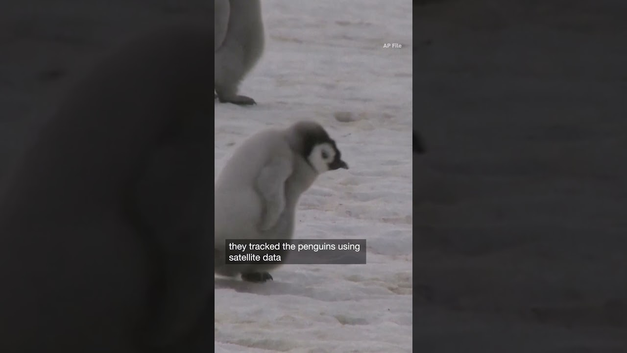 Antarctic emperor penguin decline could be worse than expected