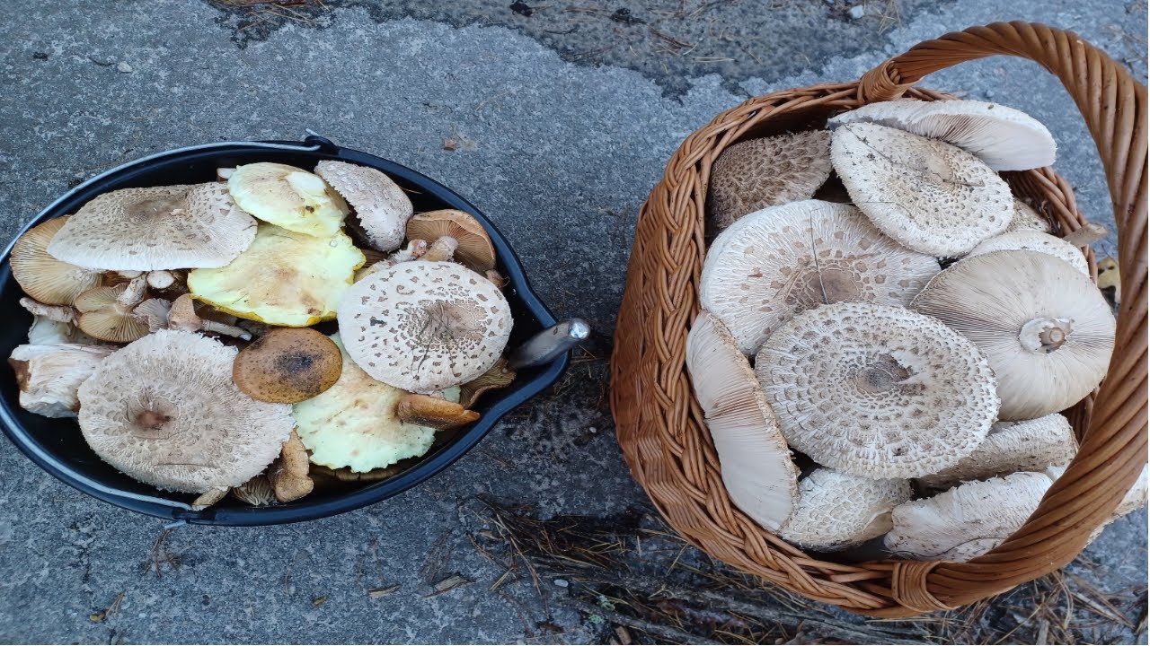 Nareszcie grube opieńki