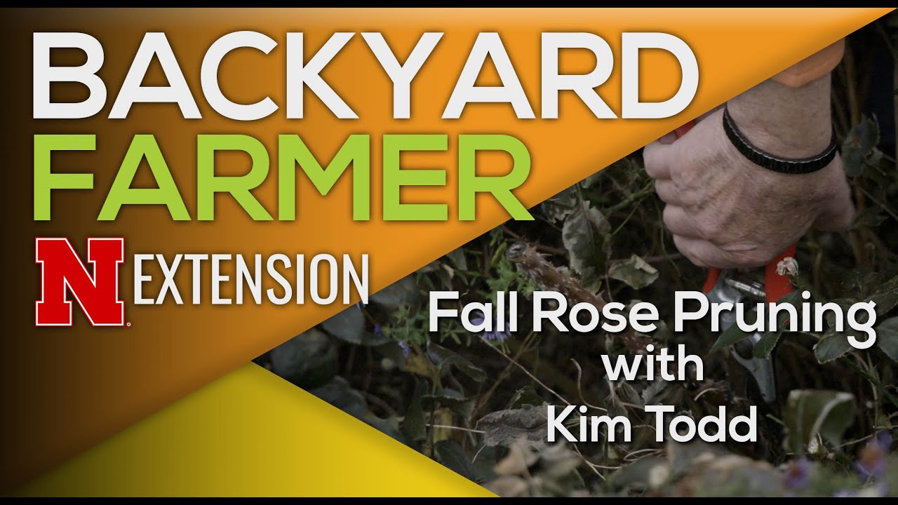 Why You Should Skip Pruning Roses in Fall (Do This Instead)