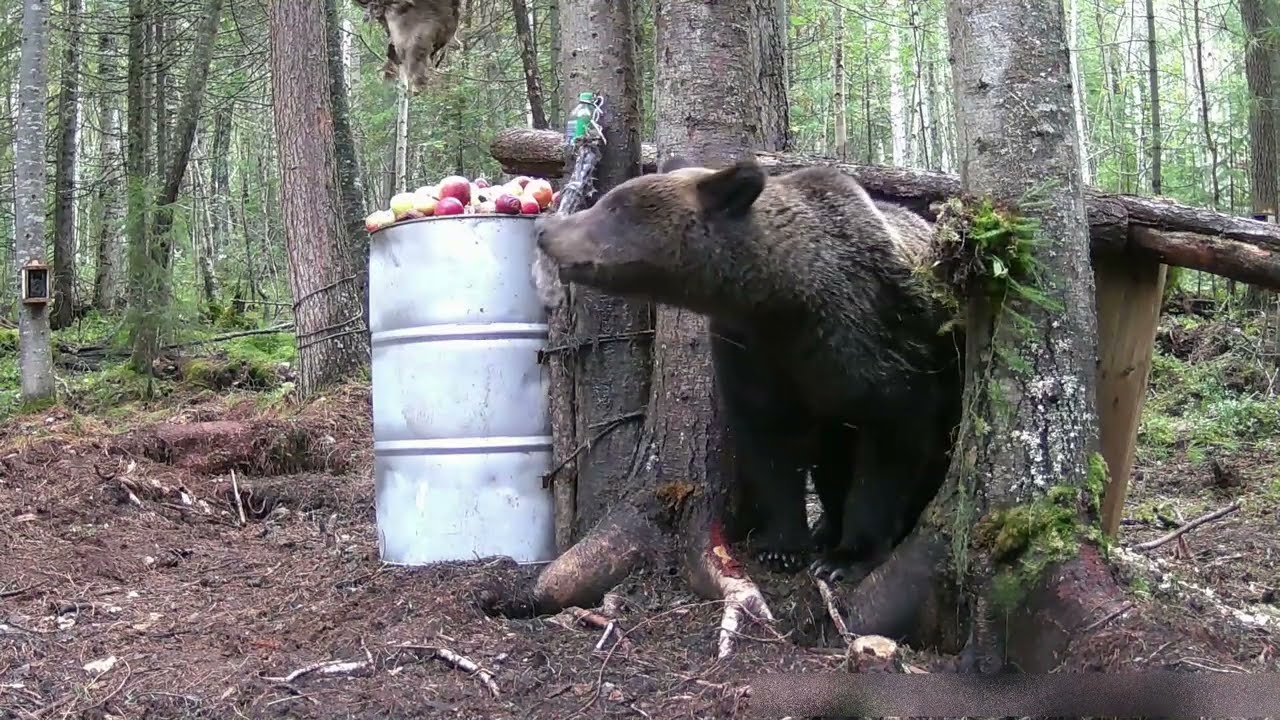 ЭТО ПОЛНЫЙ ПРОВАЛ! МЕДВЕДЬ ОЧЕНЬ ХОТЕЛ ДОБРАТЬСЯ ДО ПРИМАНКИ, НО У НЕГО НИЧЕГО НЕ ПОЛУЧИЛОСЬ.