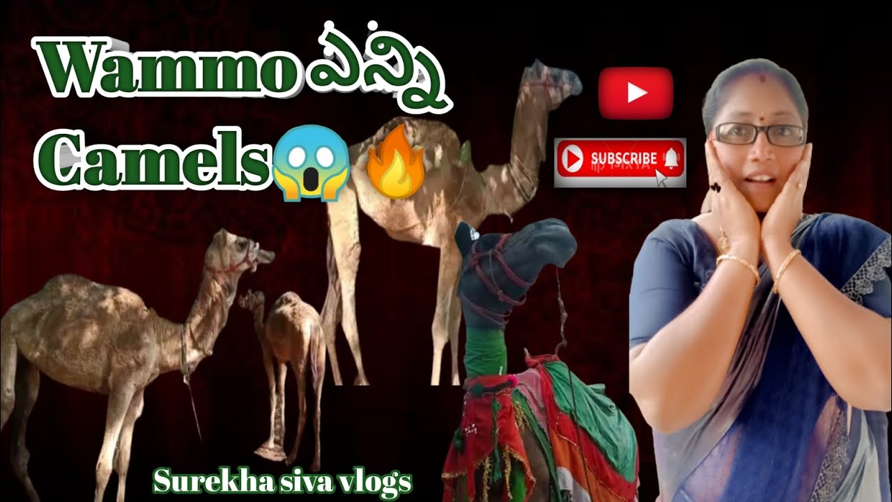 Wammo ఎన్ని Camels 🐪🐫 ఎక్కడో చూసేయండి🥰 #camel #youtube #surekhasivavlogs #teluguvlogs