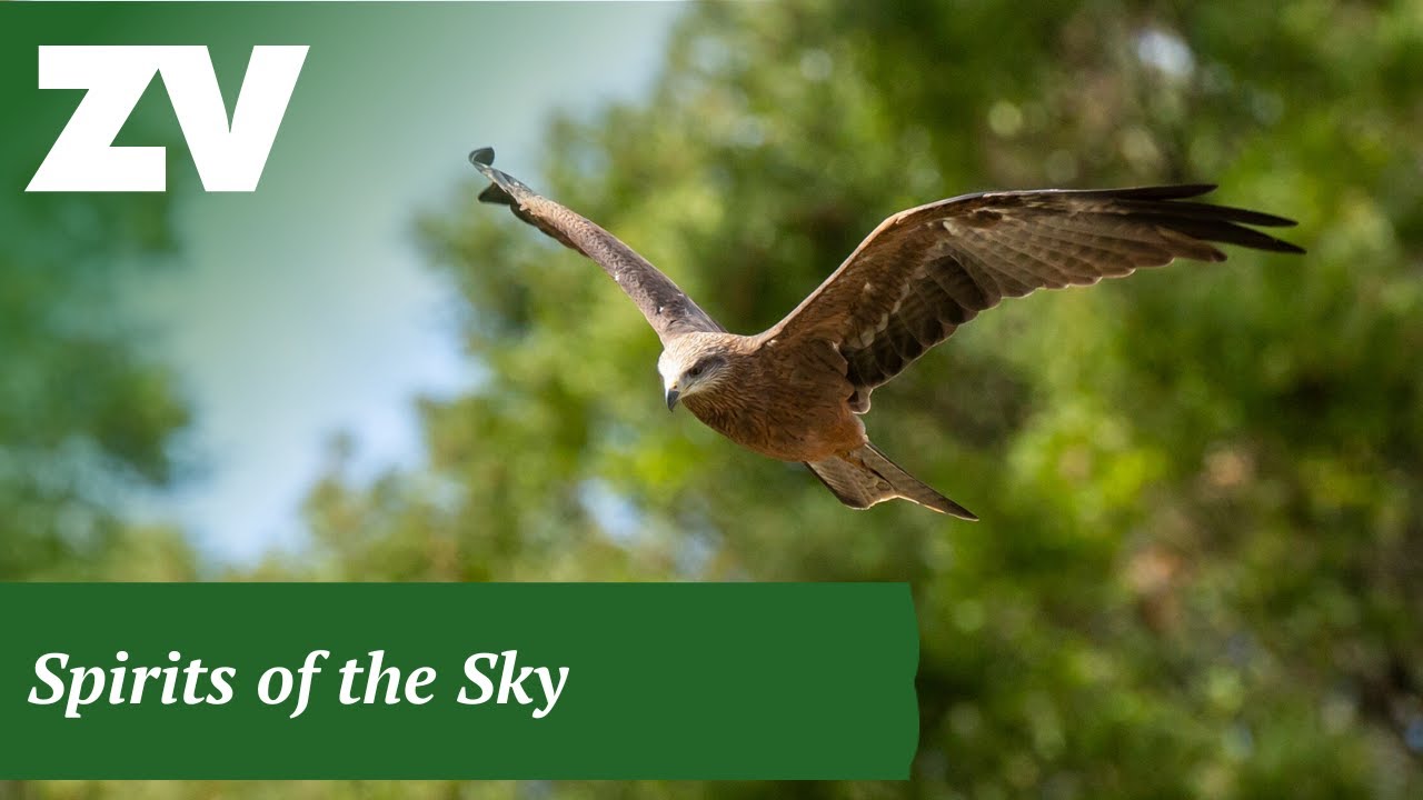Spirits of the Sky at Healesville Sanctuary
