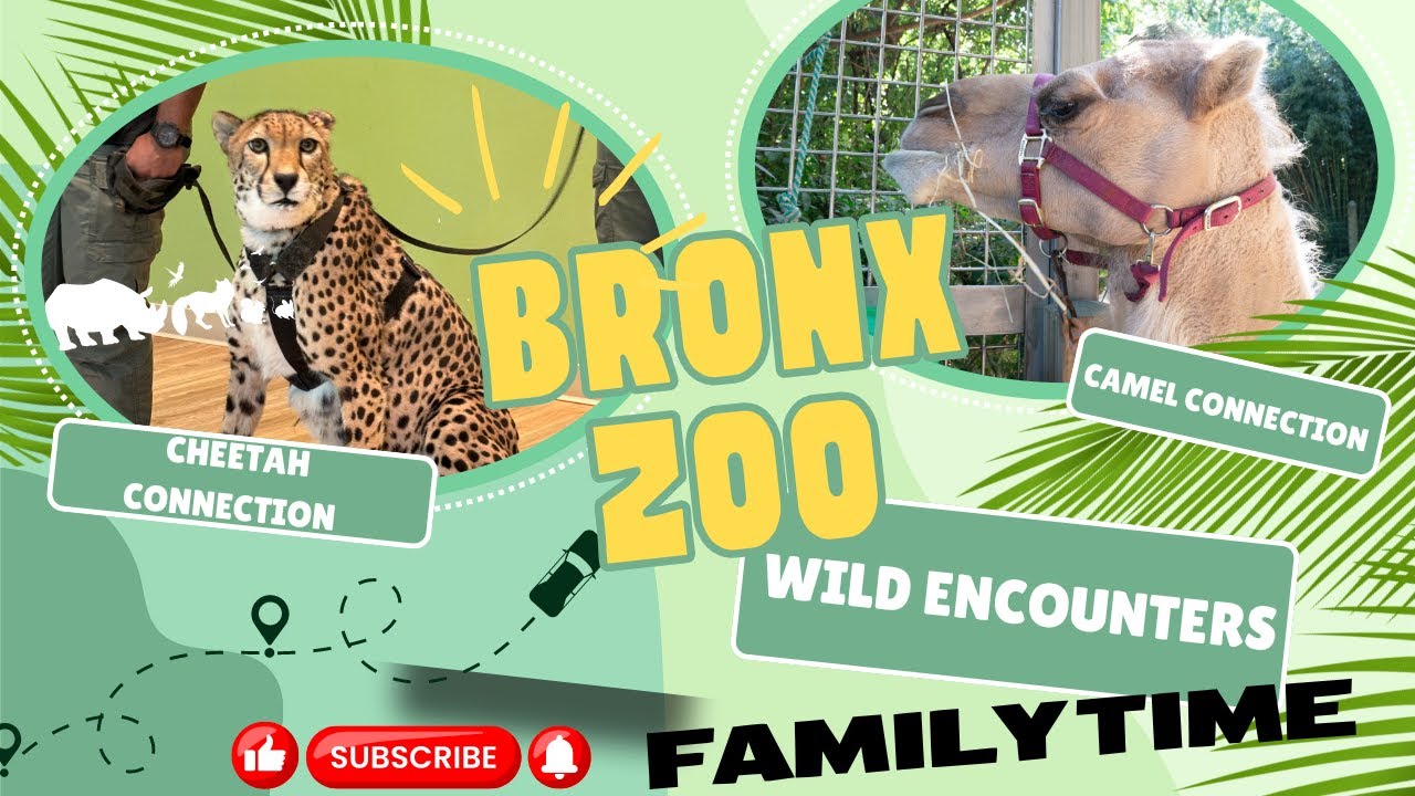 Bronx Zoo Wild Encounters | Cheetah Encounter | Camel Encounter | Bonus Animals | 