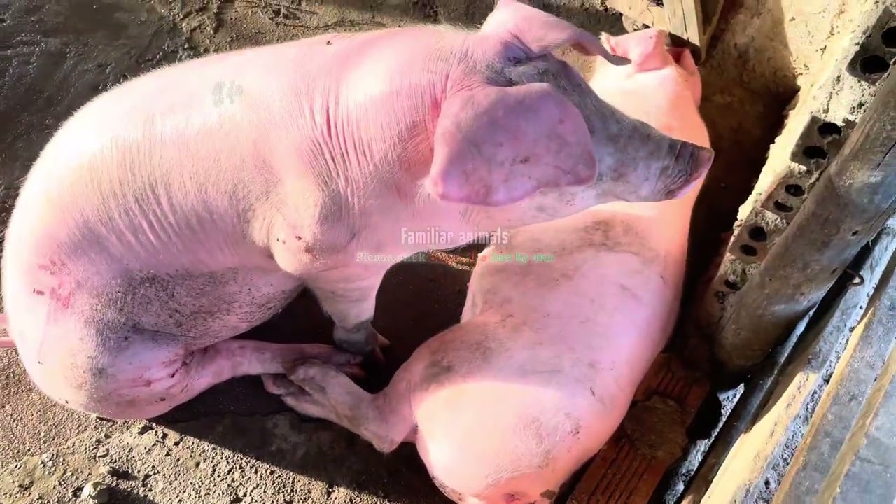 Every sad The pig is injured.