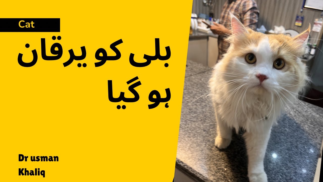 Cat ko jaundice hogya aur Harry ko bhi mouth mein ulcers hogye 