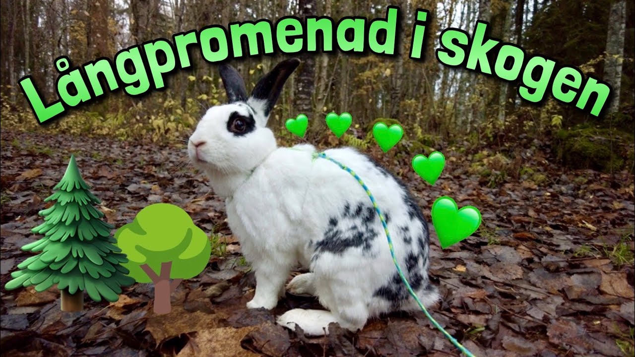 LÅNGPROMENAD MED KANINERNA ~Vlogg