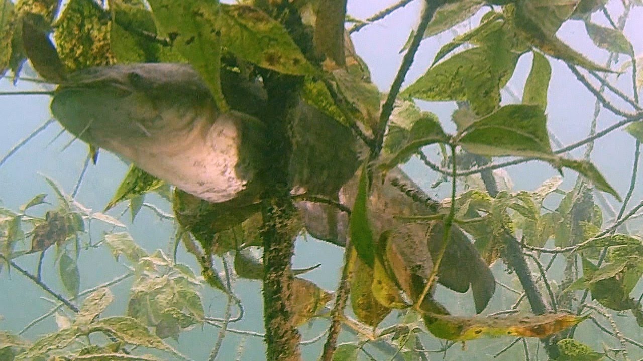 Świat młodych sumów  / World of young catfish / Мир молодых сомов