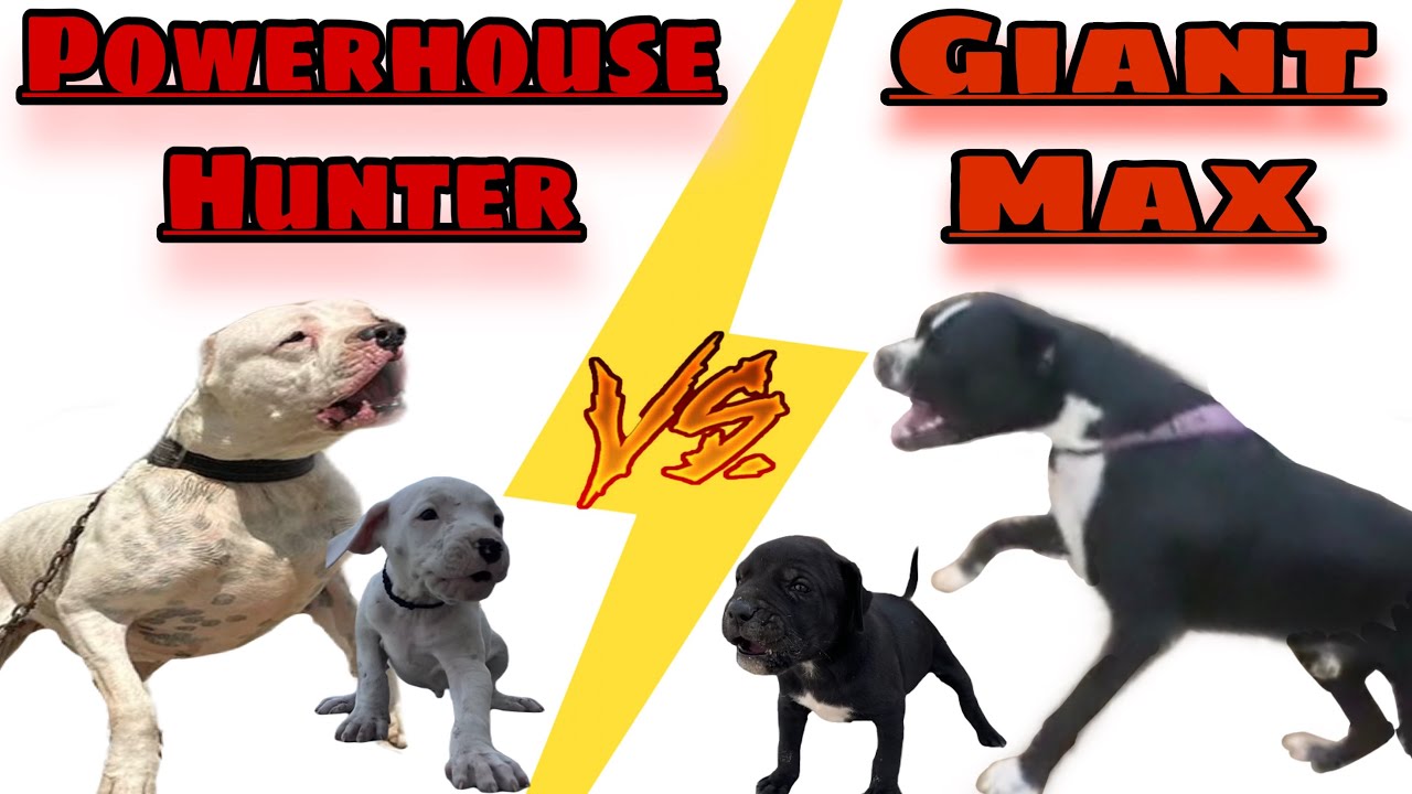 Junior hunter vs junior max | who will win ? 😮
