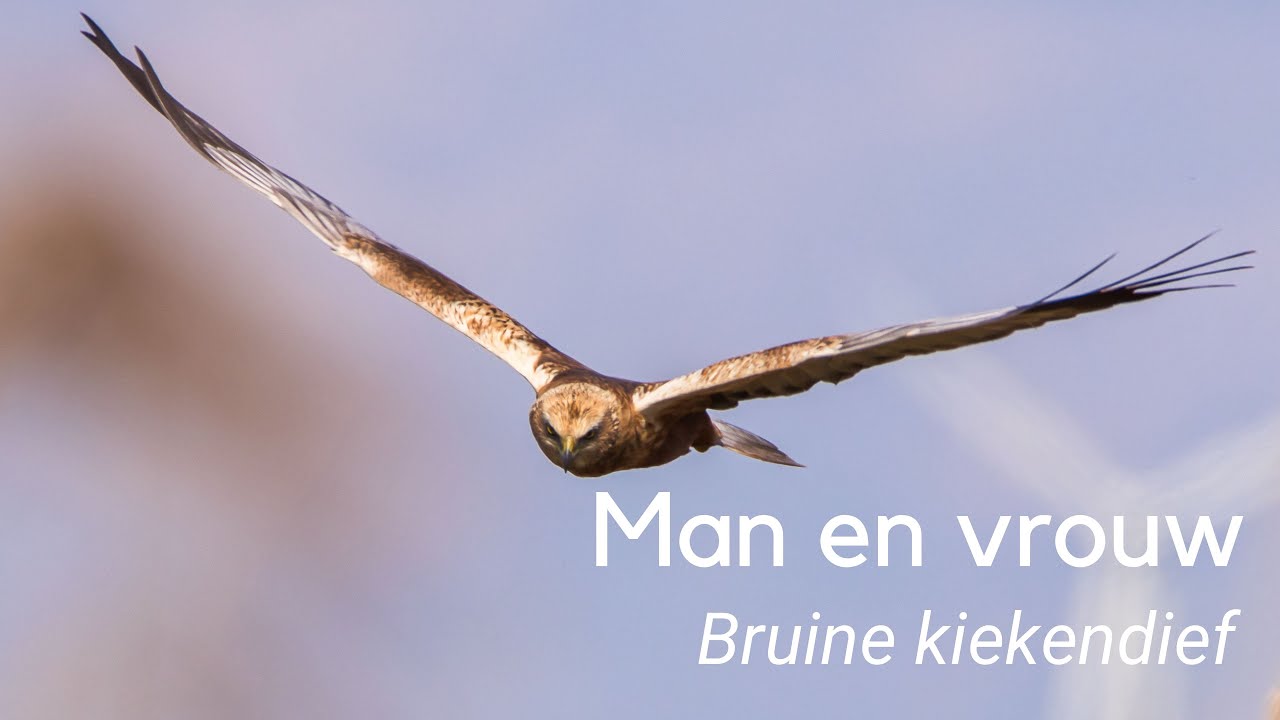 Verschil tussen mannetje en vrouwtje bruine kiekendief #1214