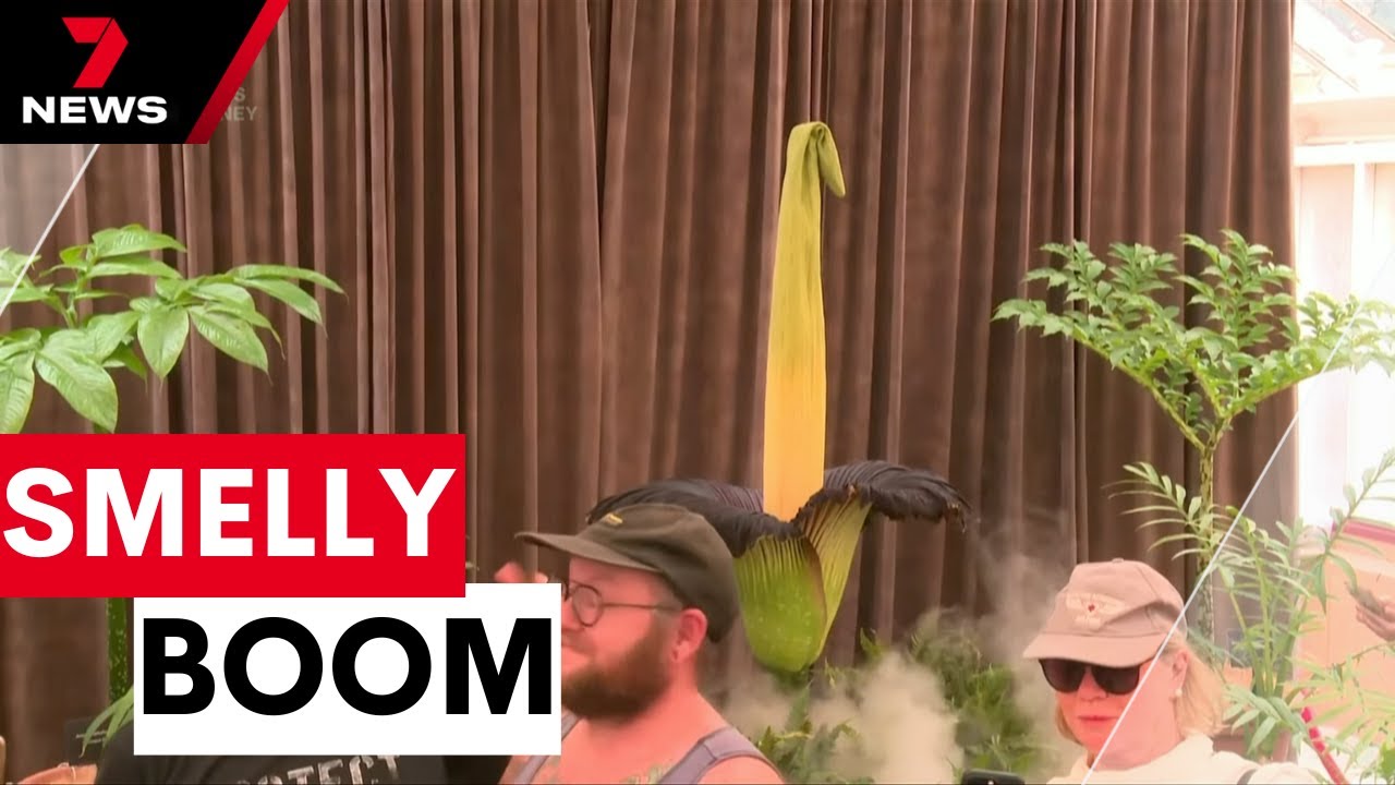Corpse flower bloom captivates thousands of Sydneysiders | 7NEWS