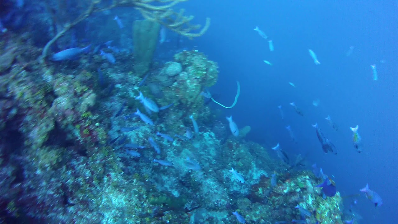 A reef full of blue chromis fish