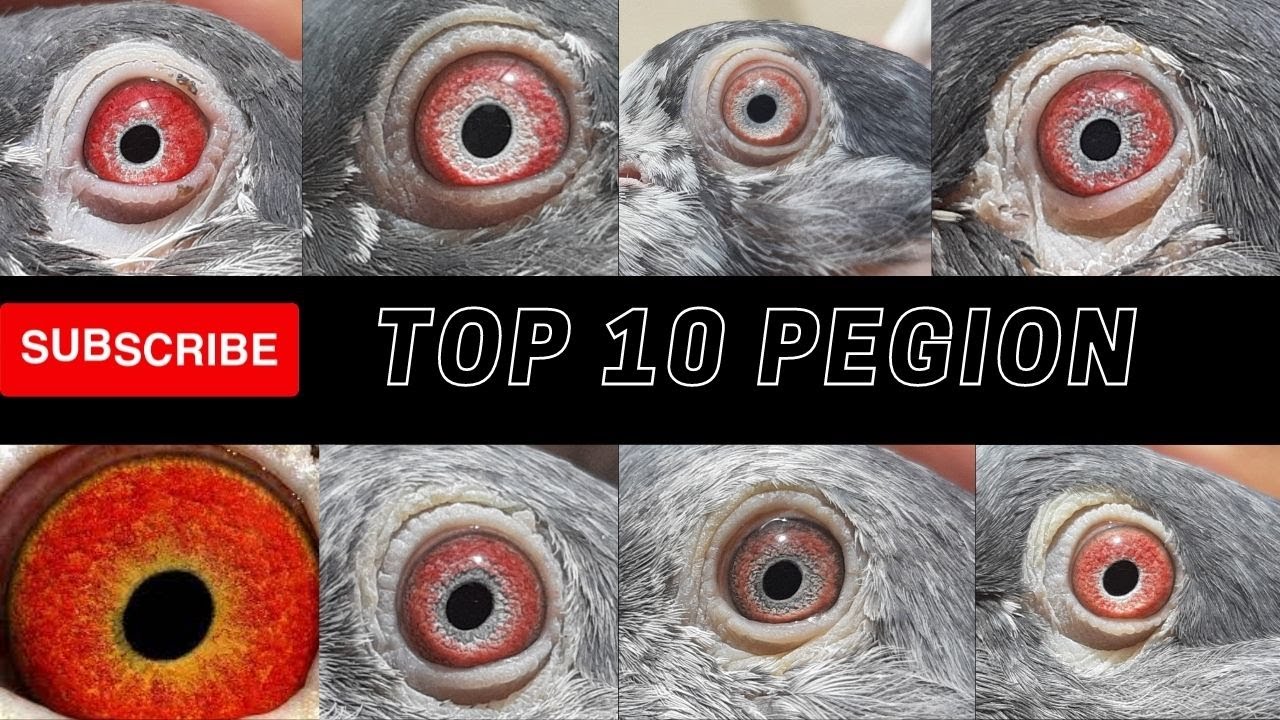 Top 10 red eyes pigeon in Pakistan please review my video and enjoy this video