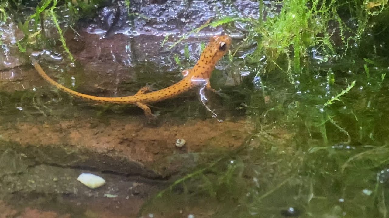 Cave Salamander Enclosure - Update