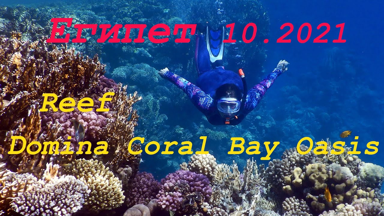 Египет 2021.Domina Coral Bay Oasis.Риф,подводный мир.