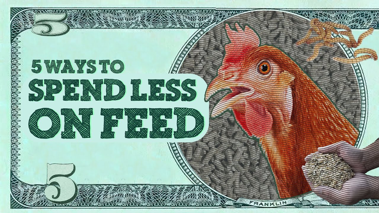 5 Easy Ways to Cut Chicken Feed Costs