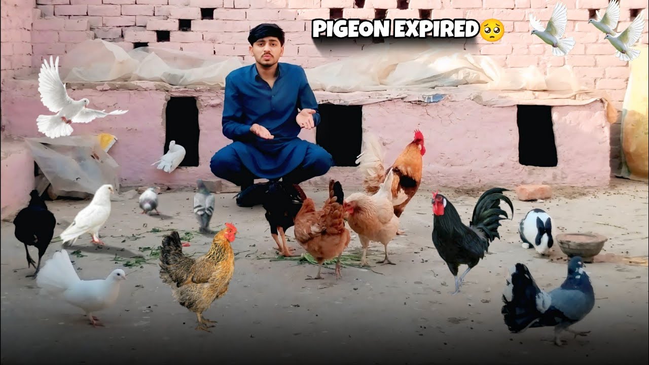1 pigeon Ki Death Ho Gai 🥺| Cat Mara pigeon Khagi 😭😭
