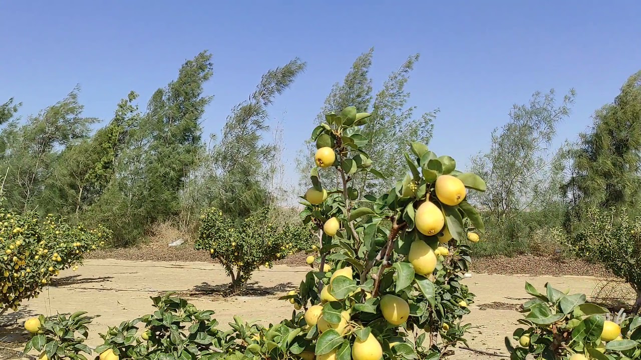 محافظة الجيزة .. موسم حصاد الكمثري بالواحات البحرية .. كل عام وانتم بخير .. ت واتس ٠١٠١٢٠٨٨٨١٠