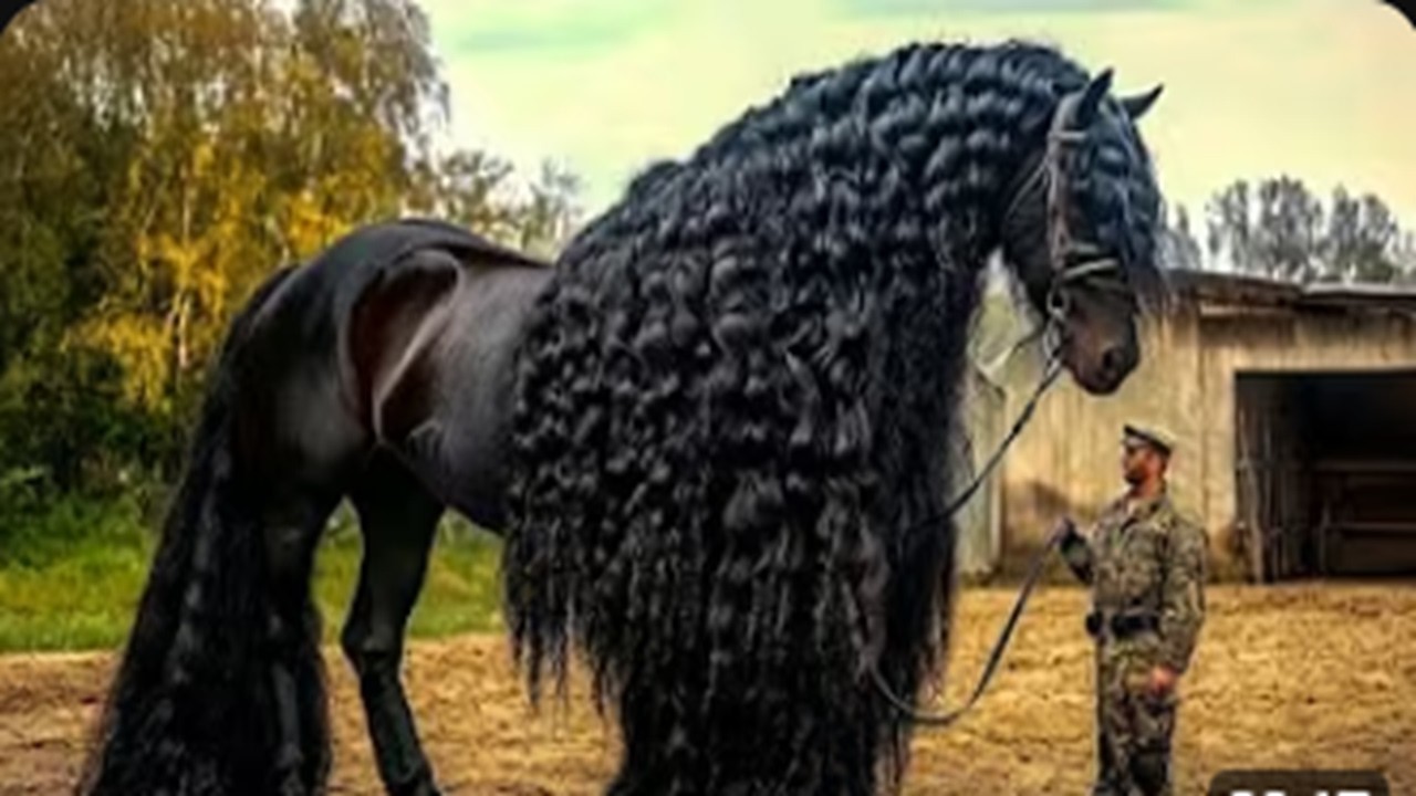 ¡Mira Cuales Fueron Las 10 razas de caballos más poderosa…Te Sorprenderá!